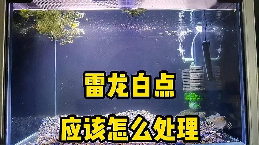 白點病對雷龍魚有哪些具體危害 白點病對雷龍魚有哪些具體危害 龍魚百科 第1張