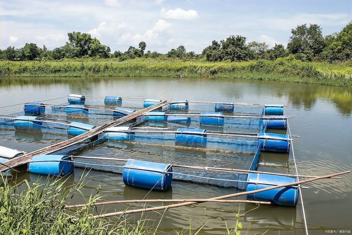 白點病對雷龍魚有哪些具體危害 白點病對雷龍魚有哪些具體危害 龍魚百科 第4張