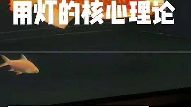 龍魚不開燈可以嗎（龍魚不開燈可以嗎，）