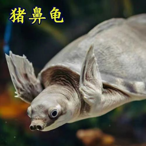 豬鼻龜品牌（京東豬鼻龜飼料品牌排行榜）