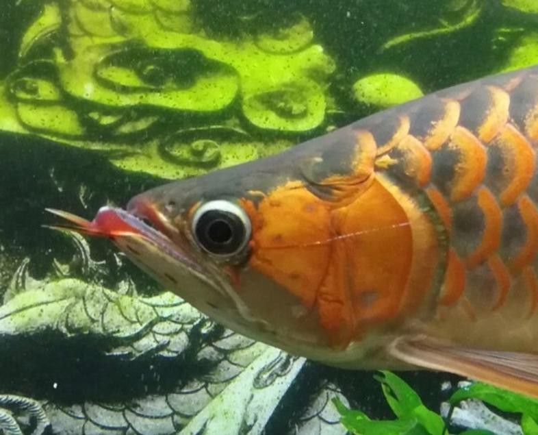 龍魚嘴巴張大原因圖片（龍魚嘴巴張大原因揭秘龍魚嘴巴張大的原因及急救方法）