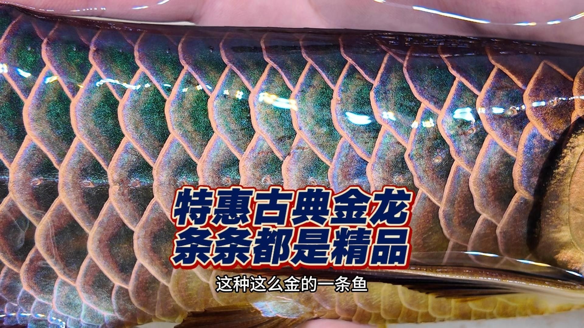 給我一張24K金龍魚的視頻