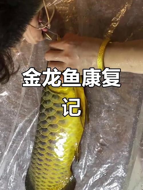 給我一張24K金龍魚的視頻