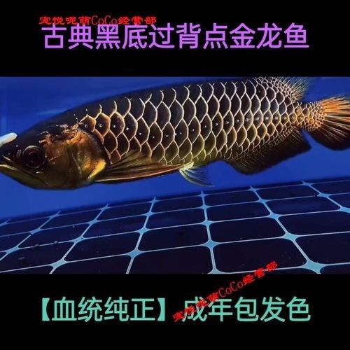 給我一張24K金龍魚的視頻