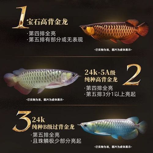 給我一張24K金龍魚的視頻