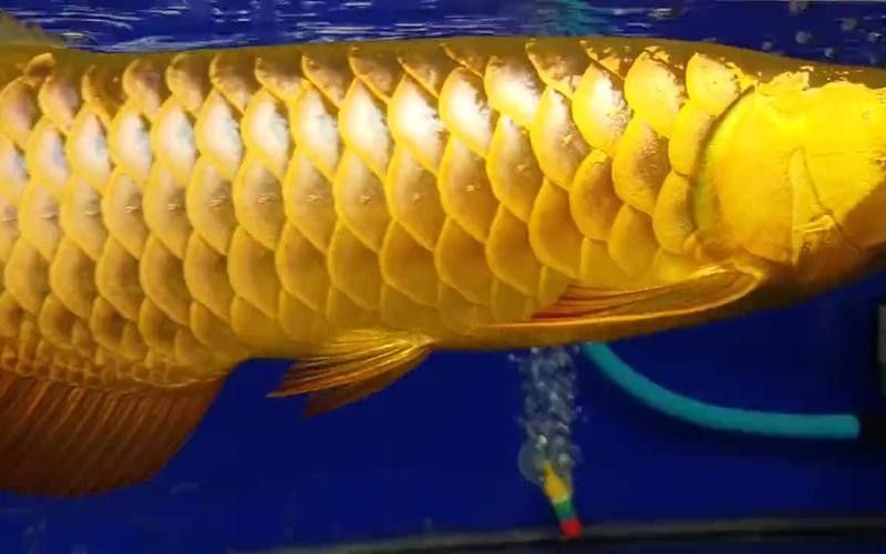 給我一張24K金龍魚的視頻