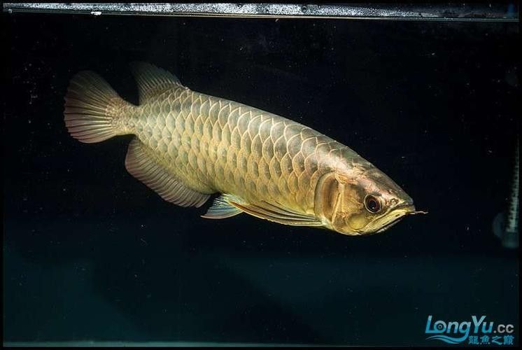 給我一張24K金龍魚的視頻