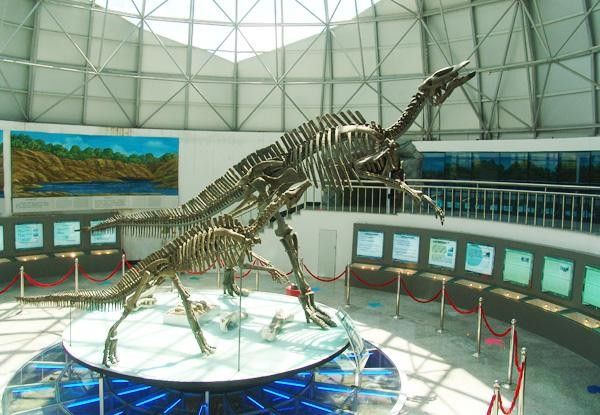 伊春哪個水族館龍魚好？祥龍魚場龍魚