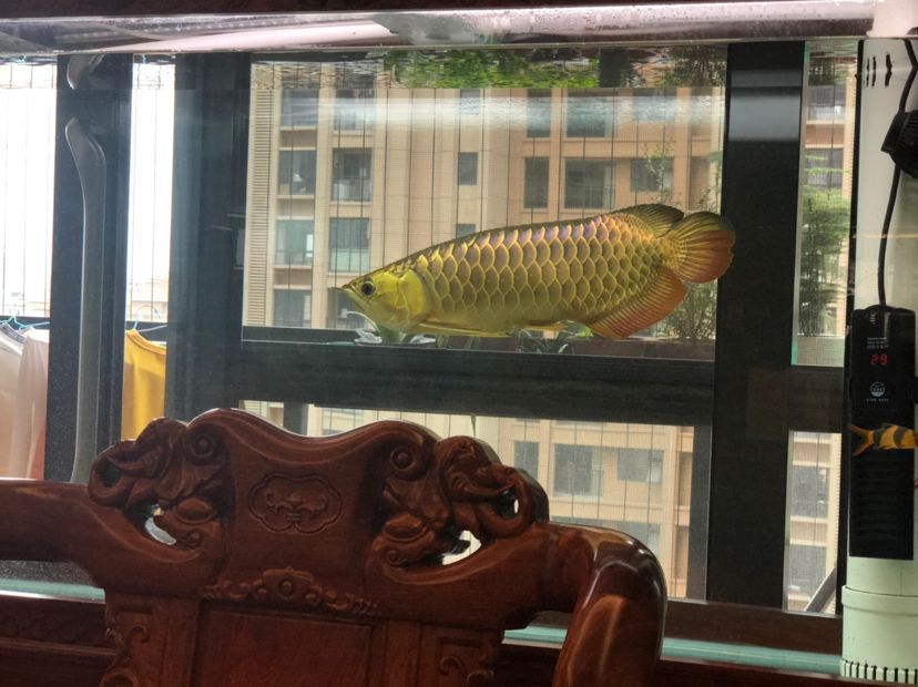 金龍成長記（金龍成長記，不同時期的變化）