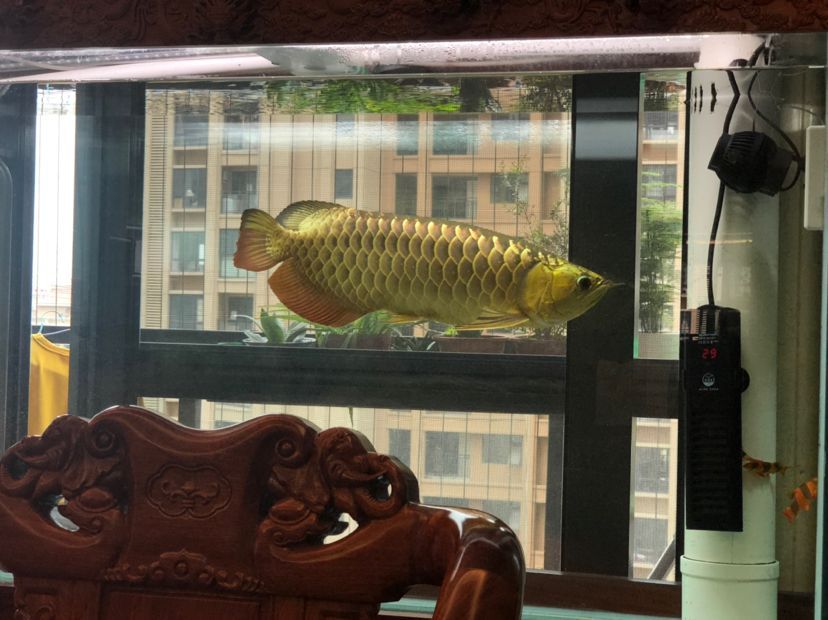 金龍成長記（金龍成長記，不同時期的變化）