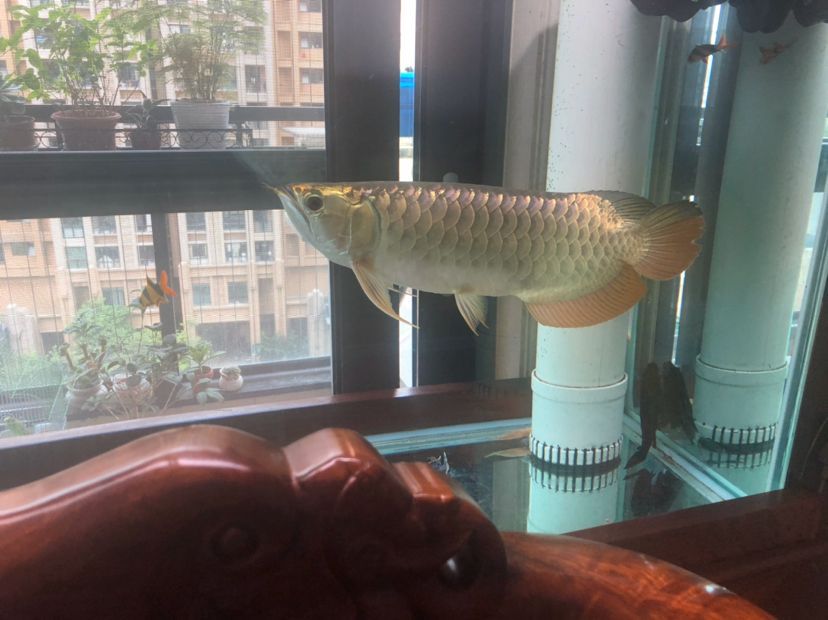 金龍成長記（金龍成長記，不同時期的變化）