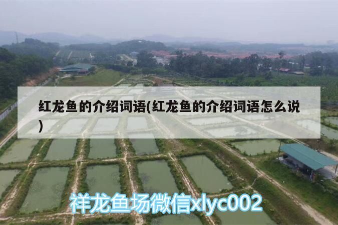 紅龍魚的介紹詞語(紅龍魚的介紹詞語怎么說)（紅龍魚的介紹詞語和介紹詞語怎么說）