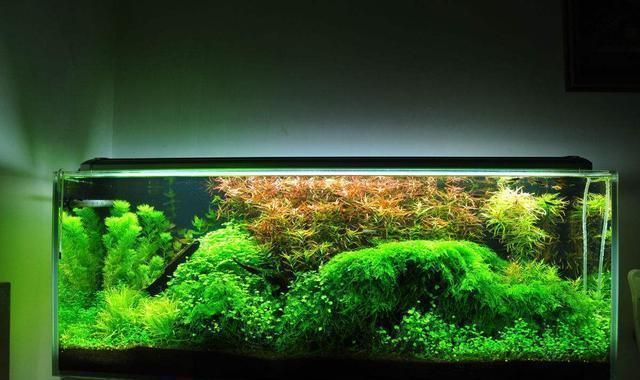 包頭龍魚批發(fā)市場（包頭龍魚批發(fā)市場在哪里）（包頭龍魚批發(fā)市場）
