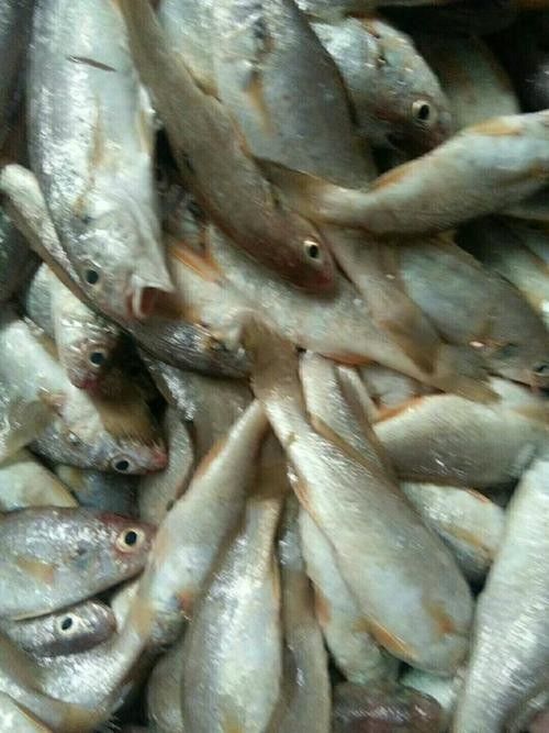 秀嶼龍魚（福建省莆田市秀嶼區人民政府關于秀嶼龍魚養殖的公告）