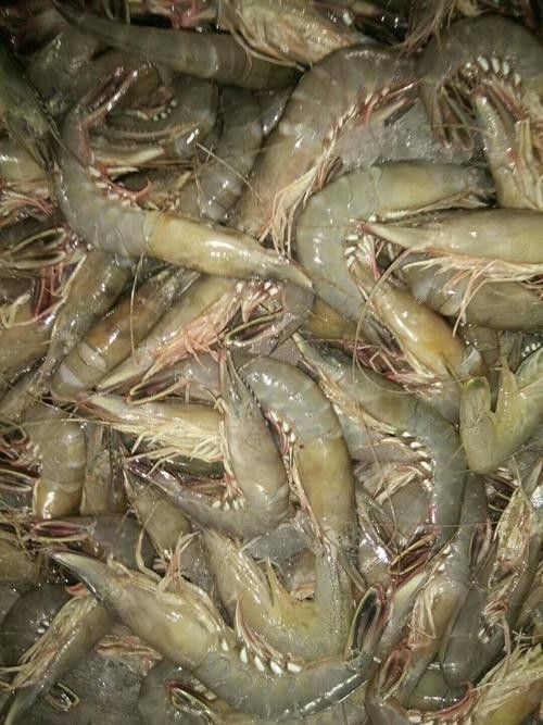 秀嶼龍魚（福建省莆田市秀嶼區人民政府關于秀嶼龍魚養殖的公告）