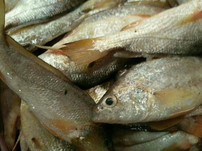 秀嶼龍魚（福建省莆田市秀嶼區人民政府關于秀嶼龍魚養殖的公告）