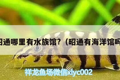 <strong><mark>昭通</mark></strong>哪里有水族館?（<strong><mark>昭通</mark></strong>有海洋館嗎）