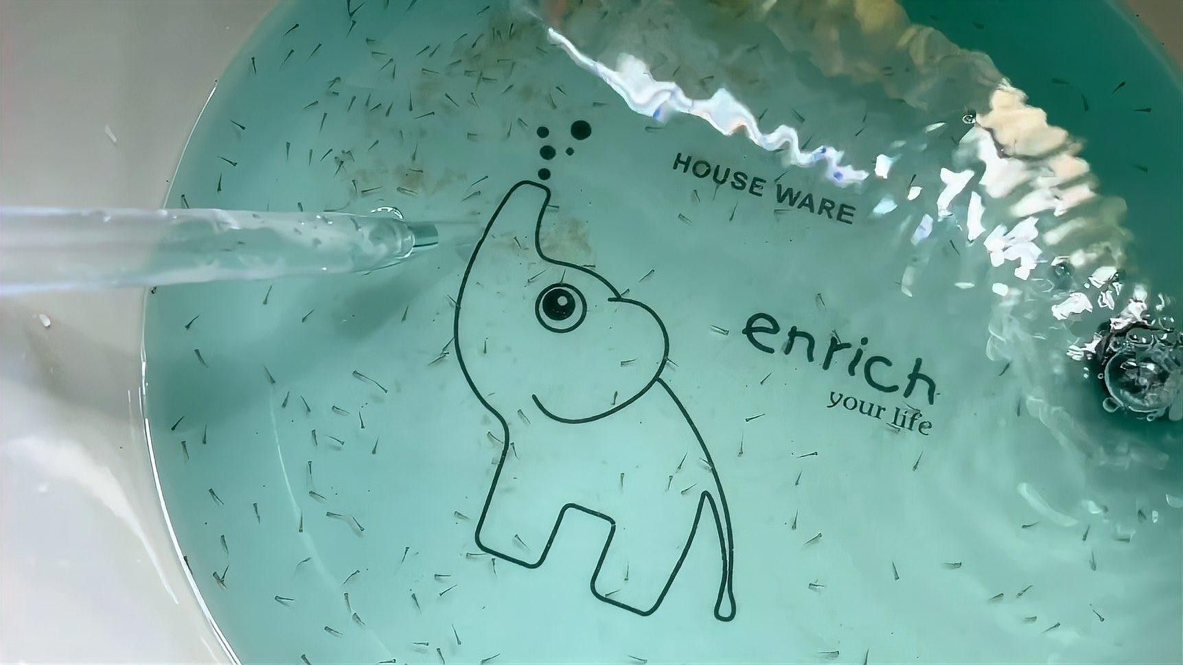 孵化期間換水需要注意哪些事項（孵化期間換水是確保胚胎和幼蟲健康成長的關鍵步驟）