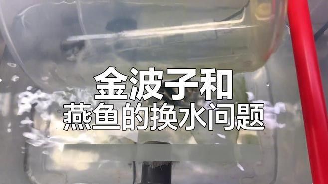 孵化期間換水需要注意哪些事項（孵化期間換水是確保胚胎和幼蟲健康成長的關鍵步驟）