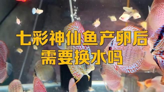 孵化期間換水需要注意哪些事項（孵化期間換水是確保胚胎和幼蟲健康成長的關鍵步驟）