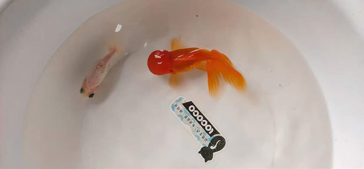 孵化期間換水需要注意哪些事項（孵化期間換水是確保胚胎和幼蟲健康成長的關鍵步驟）