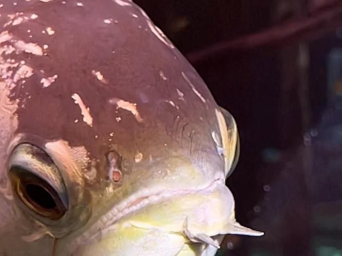 中國龍魚繁殖第一人（中國龍魚繁殖第一人——牟希東研究員）