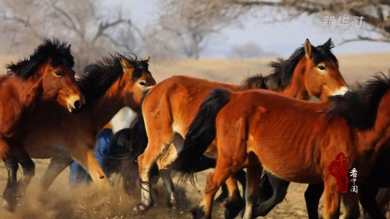 千湖街2和馬印分別指什么（千湖街2和馬印分別指什么？）