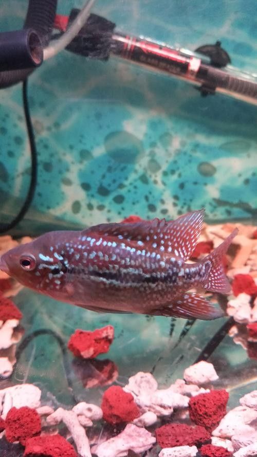 德金羅漢魚（德金羅漢魚品種鑒別(養(yǎng)魚發(fā)燒友整理)齊家羅漢魚品種圖鑒） 德金羅漢魚（德金羅漢魚品種鑒別(養(yǎng)魚發(fā)燒友整理)齊家羅漢魚品種圖鑒） 觀賞魚百科 第2張