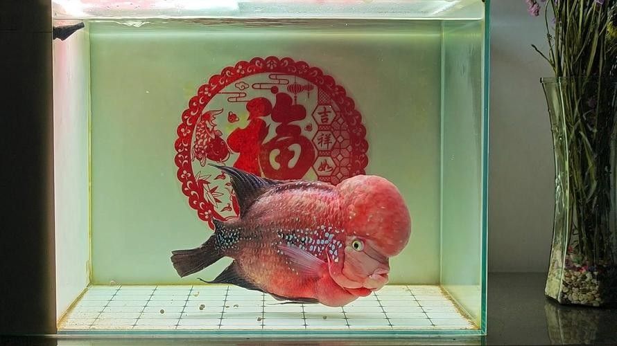 德金羅漢魚（德金羅漢魚品種鑒別(養(yǎng)魚發(fā)燒友整理)齊家羅漢魚品種圖鑒） 德金羅漢魚（德金羅漢魚品種鑒別(養(yǎng)魚發(fā)燒友整理)齊家羅漢魚品種圖鑒） 觀賞魚百科 第5張