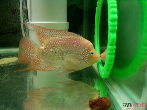 德金羅漢魚（德金羅漢魚品種鑒別(養(yǎng)魚發(fā)燒友整理)齊家羅漢魚品種圖鑒） 德金羅漢魚（德金羅漢魚品種鑒別(養(yǎng)魚發(fā)燒友整理)齊家羅漢魚品種圖鑒） 觀賞魚百科 第6張