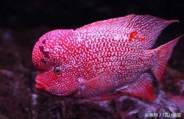德金羅漢魚（德金羅漢魚品種鑒別(養(yǎng)魚發(fā)燒友整理)齊家羅漢魚品種圖鑒） 德金羅漢魚（德金羅漢魚品種鑒別(養(yǎng)魚發(fā)燒友整理)齊家羅漢魚品種圖鑒） 觀賞魚百科 第10張