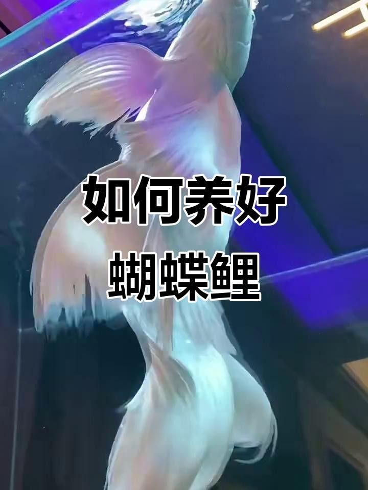 蝴蝶鯉，祥龍魚場（祥龍魚場蝴蝶鯉養殖技巧） 蝴蝶鯉，祥龍魚場（祥龍魚場蝴蝶鯉養殖技巧） 觀賞魚百科 第3張