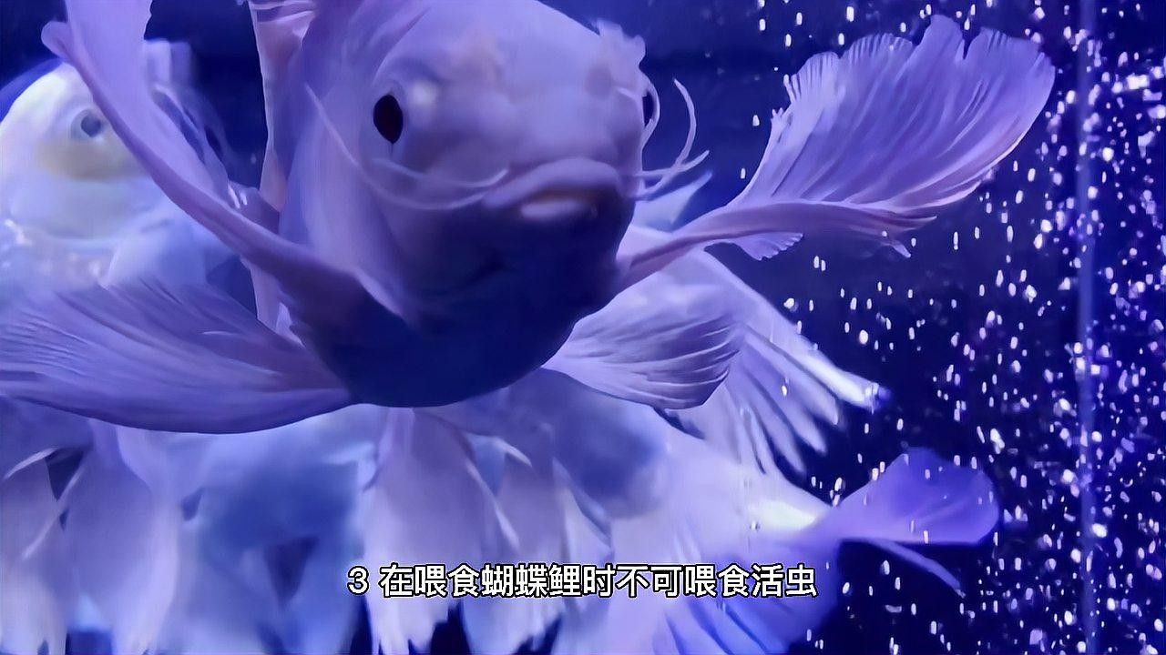 蝴蝶鯉，祥龍魚場（祥龍魚場蝴蝶鯉養殖技巧） 蝴蝶鯉，祥龍魚場（祥龍魚場蝴蝶鯉養殖技巧） 觀賞魚百科 第4張
