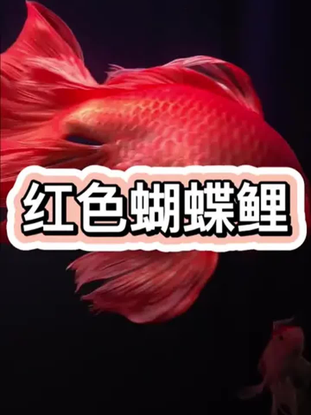 蝴蝶鯉，祥龍魚場（祥龍魚場蝴蝶鯉養殖技巧） 蝴蝶鯉，祥龍魚場（祥龍魚場蝴蝶鯉養殖技巧） 觀賞魚百科 第8張