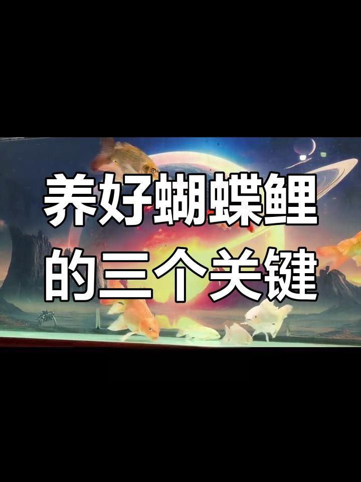 蝴蝶鯉，祥龍魚場（祥龍魚場蝴蝶鯉養殖技巧） 蝴蝶鯉，祥龍魚場（祥龍魚場蝴蝶鯉養殖技巧） 觀賞魚百科 第5張