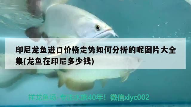 印尼龍魚進口價格走勢如何分析的呢圖片大全集(龍魚在印尼多少錢)（印尼龍魚的進口價格走勢分析）