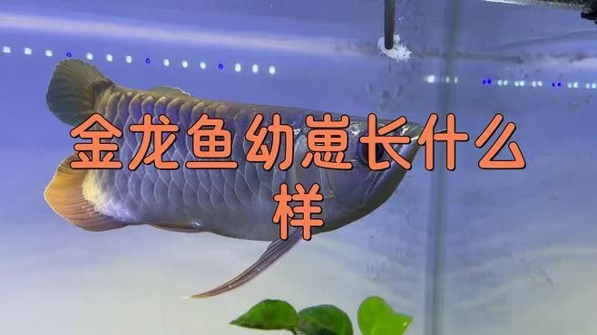 金龍魚幼苗圖片（金龍魚幼苗的養(yǎng)殖技術(shù)）