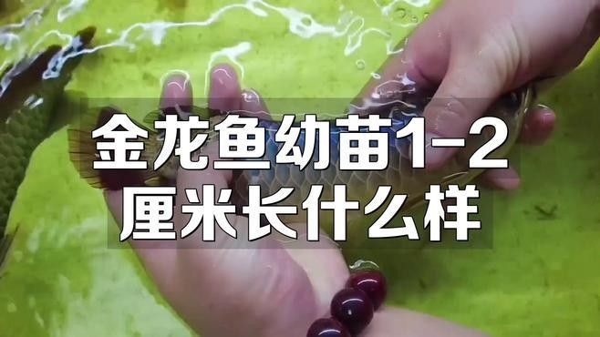 金龍魚幼苗圖片（金龍魚幼苗的養(yǎng)殖技術(shù)）