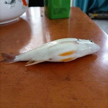 深圳龍魚批發(fā)價格如何？（深圳龍魚批發(fā)價格）