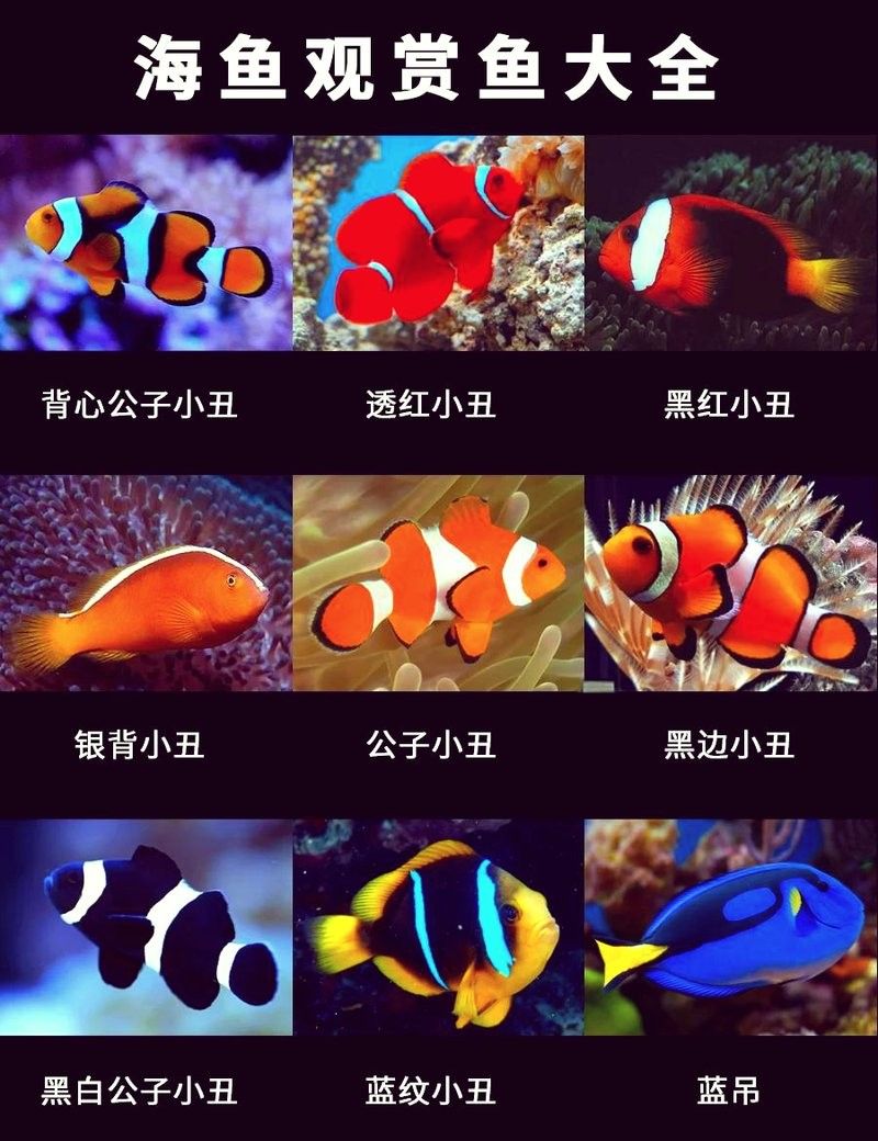 魚的圖片大全大圖（魚的圖片大全）
