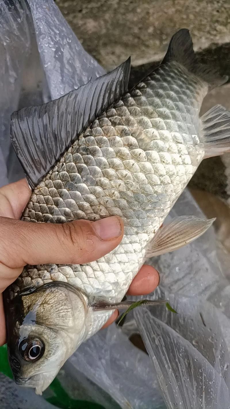 魚的圖片大全大圖（魚的圖片大全）