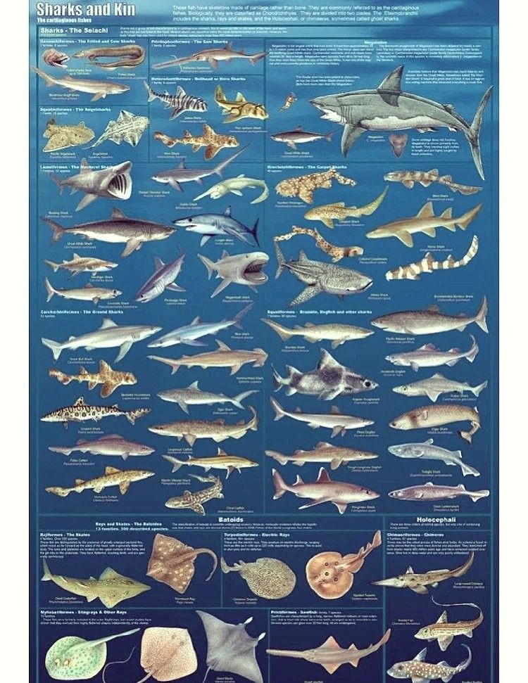 魚的圖片大全大圖（魚的圖片大全）