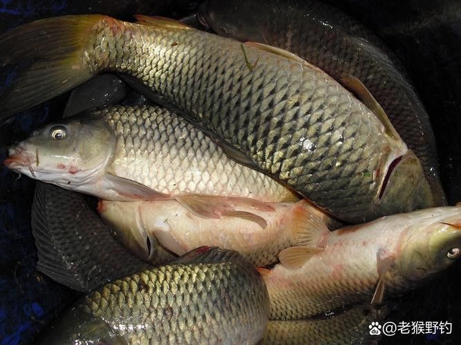 魚的圖片大全大圖（魚的圖片大全）