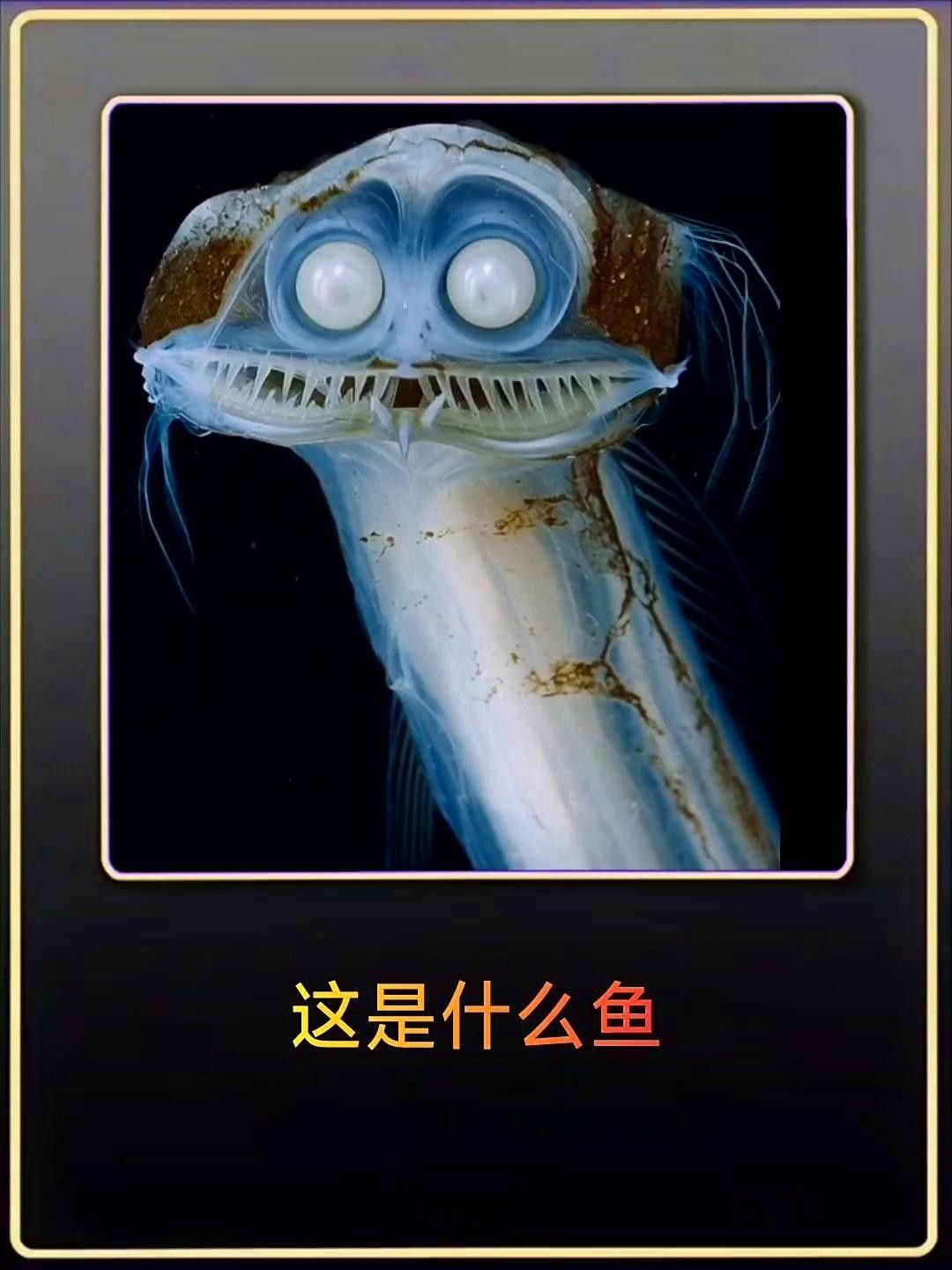 魚的圖片大全大圖（魚的圖片大全）