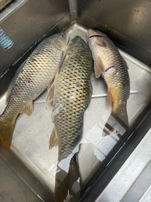 魚的圖片大全大圖（魚的圖片大全）