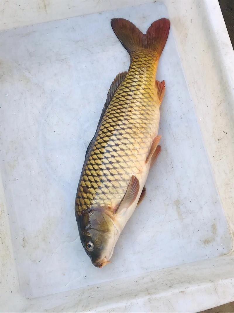 魚的圖片大全大圖（魚的圖片大全）