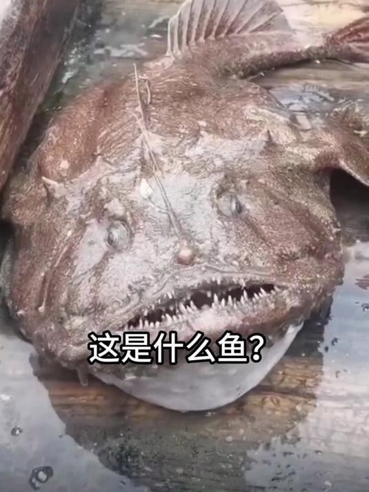 魚的圖片大全大圖（魚的圖片大全）