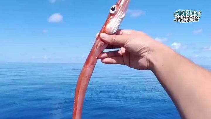 魚的圖片大全大圖（魚的圖片大全）