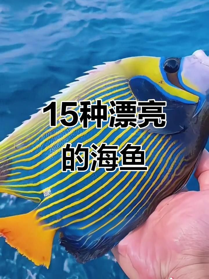 魚的圖片大全大圖（魚的圖片大全）