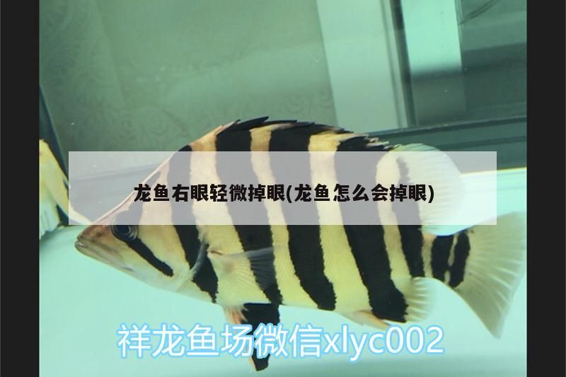 龍魚右眼輕微掉眼(龍魚怎么會掉眼)（龍魚右眼輕微掉眼怎么辦）